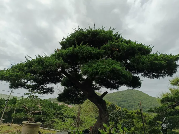 ＃信義區社區庭園修剪