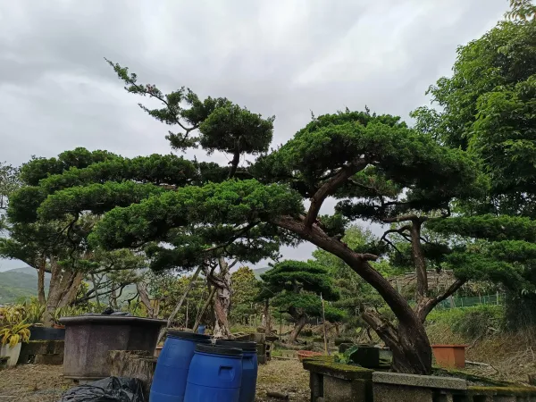 ＃蘆洲區露臺景觀設計
