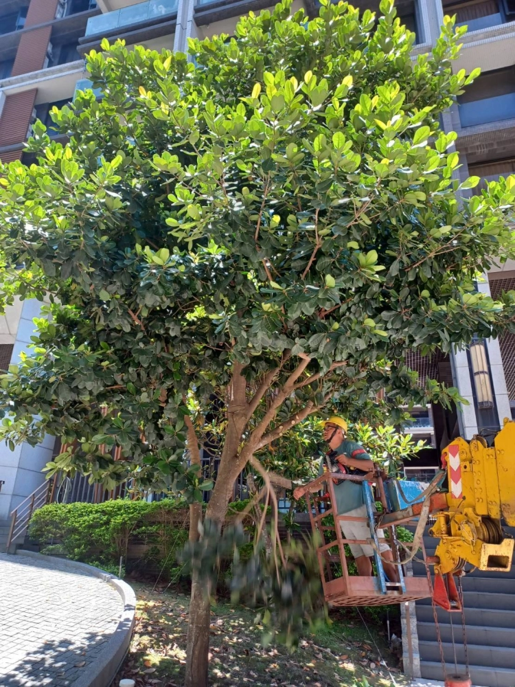 ＃大安區社區園藝保養