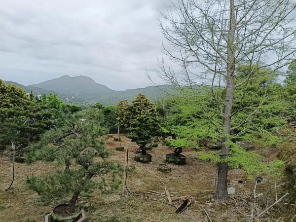 ＃蘆洲區露臺景觀設計