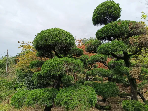 ＃文山區辦公室造景