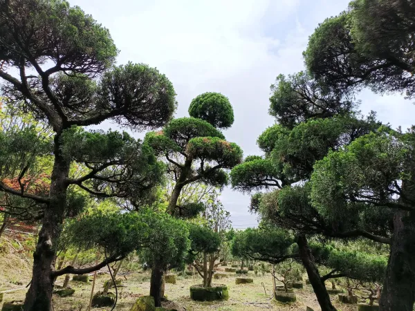 ＃文山區辦公室造景