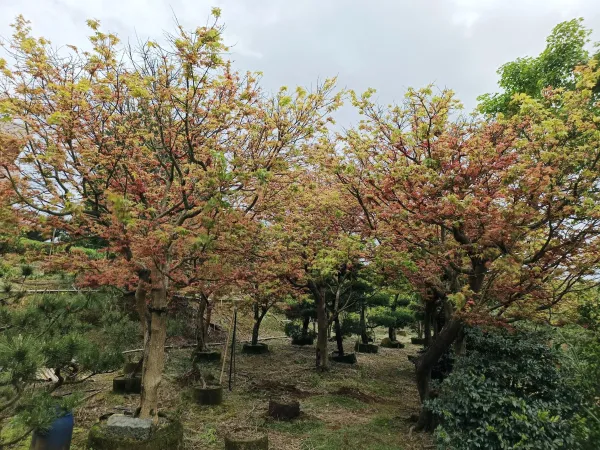 ＃文山區辦公室造景