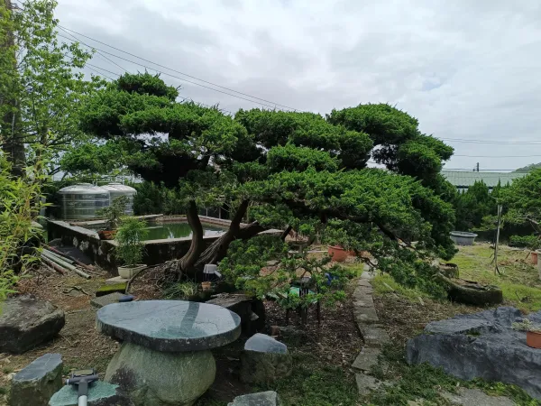 盆景整枝塑型