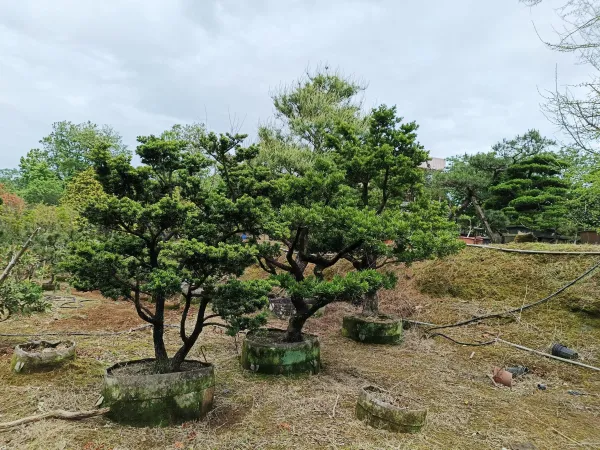 ＃信義區社區庭園修剪