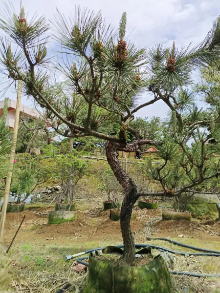 ＃蘆洲區露臺景觀設計