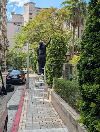 淡水區社區門口喬木修剪