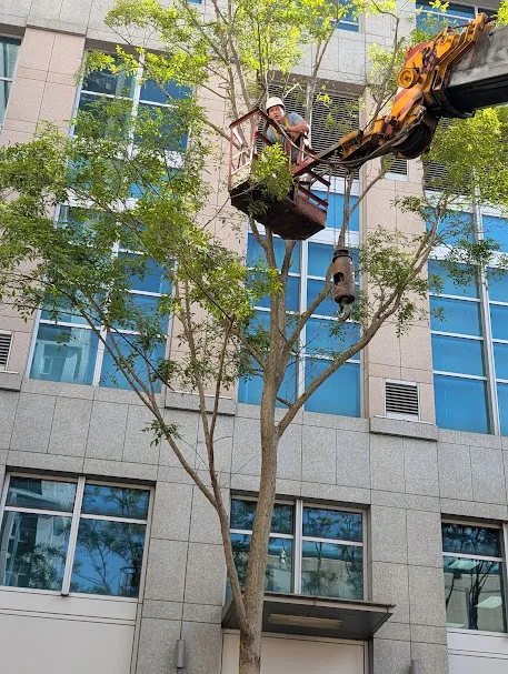 高空鋸樹修剪｜庭園維護、社區園藝保養、大樓園藝保養