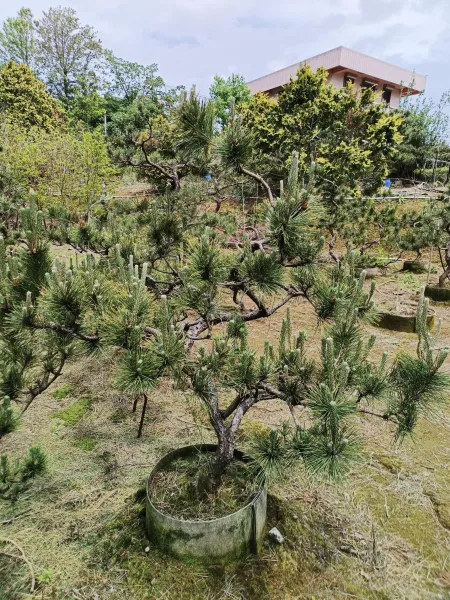 ＃文山區辦公室造景