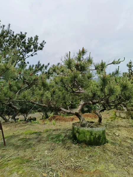 ＃文山區辦公室造景