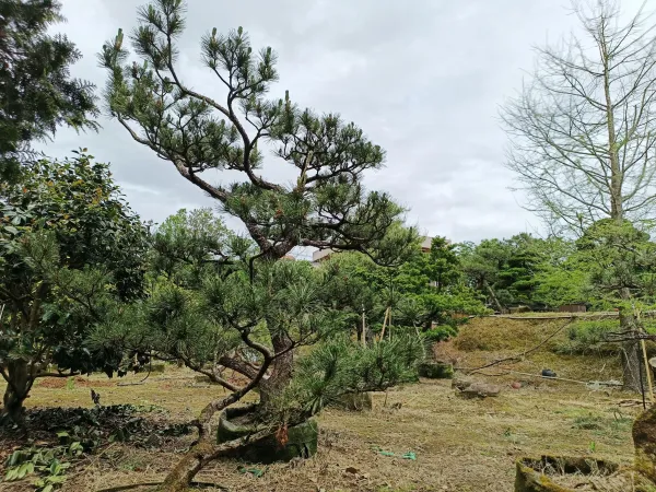 ＃信義區社區庭園修剪