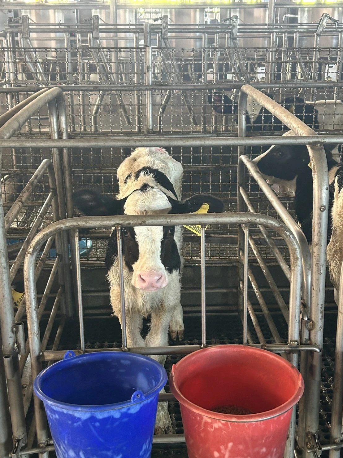 乳牛場環境衛生管理｜從設備導入到智慧化牧場管理的現場實踐