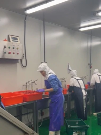 蔬果分切加工｜從清洗、分切到冷鏈的全程衛生風險管理