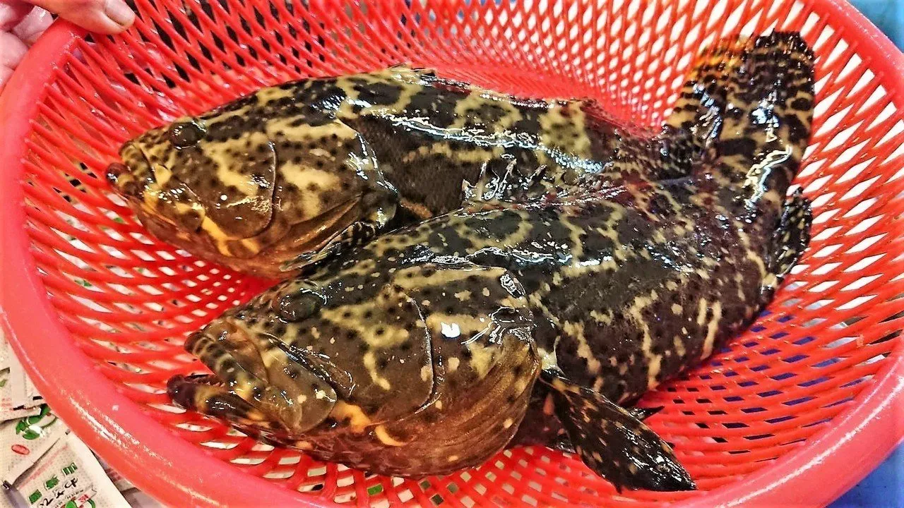 三去龍虎石斑 肉質鮮嫩 魚皮Q彈