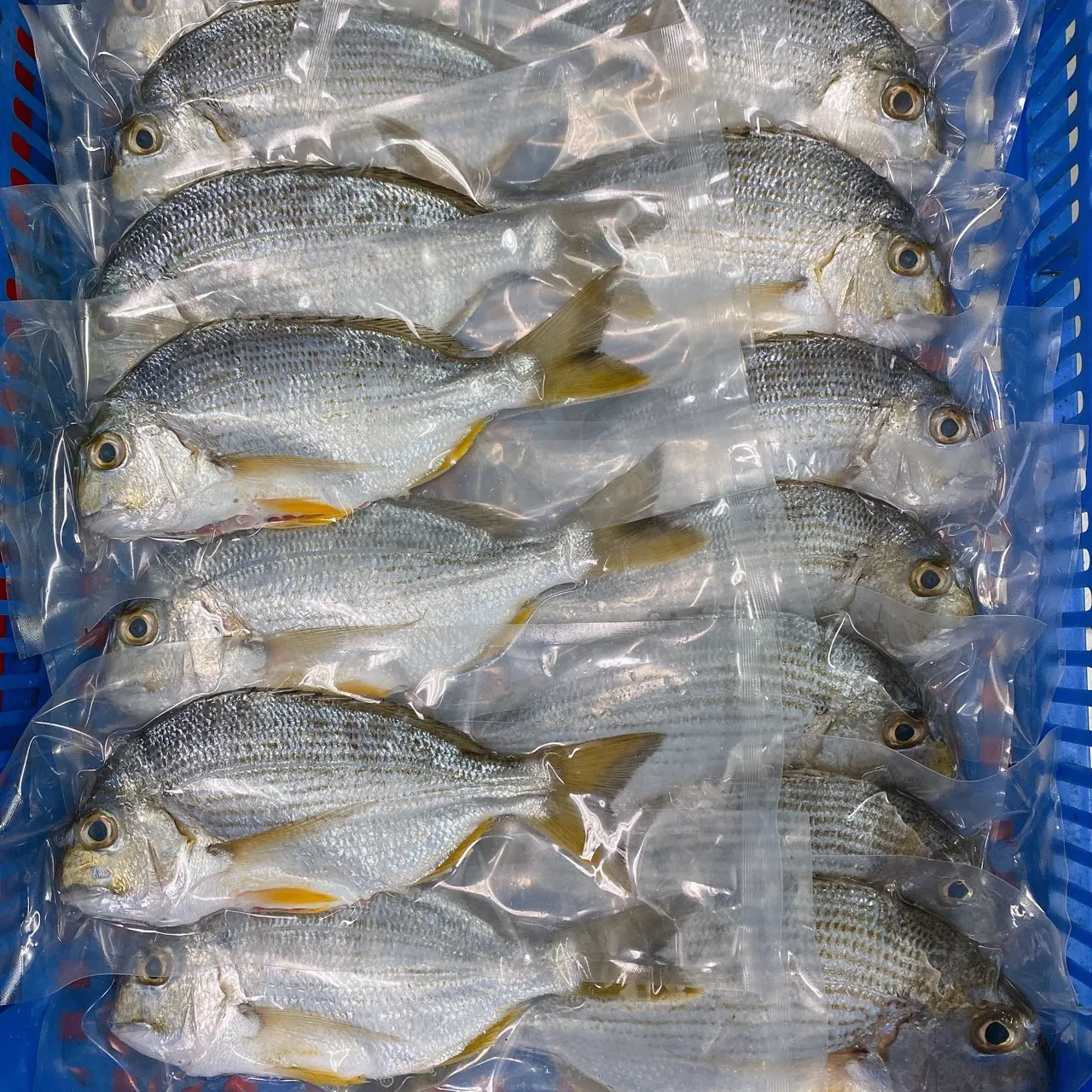 澎湖海釣邦頭魚(枋頭魚 黃錫鯛) 肉質鮮甜 