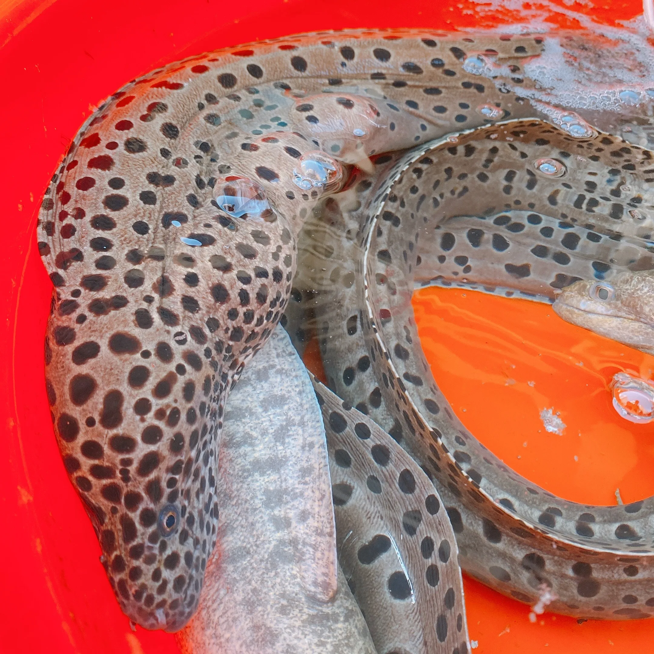 澎湖 野生錢鰻魚 膠原蛋白美味 頂級享受