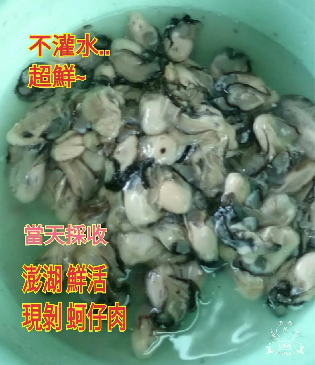 澎湖 純淨海域 鮮蚵肉(無泡藥無泡水)