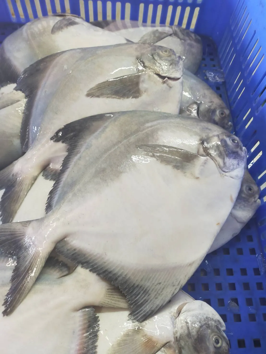 澎湖野生白鯧魚 鮮美滋味 入口即化