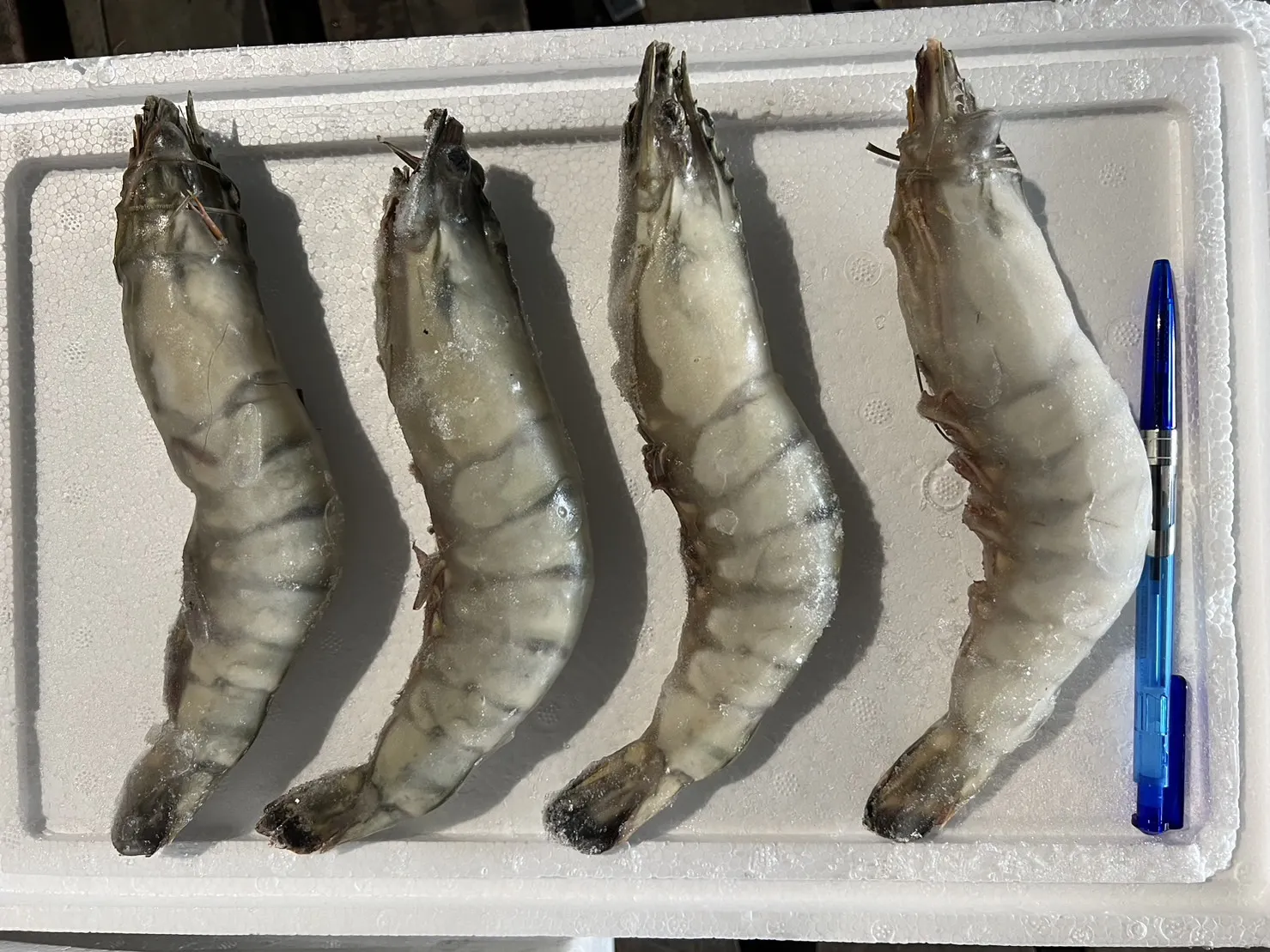 野生超大海虎蝦 肉質鮮甜 Q彈美味