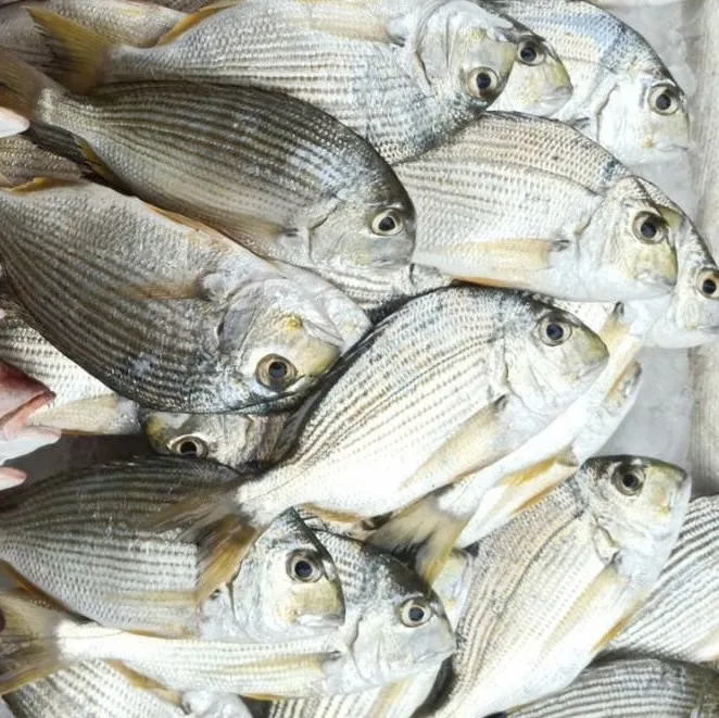 澎湖海釣邦頭魚(枋頭魚 黃錫鯛) 肉質鮮甜 