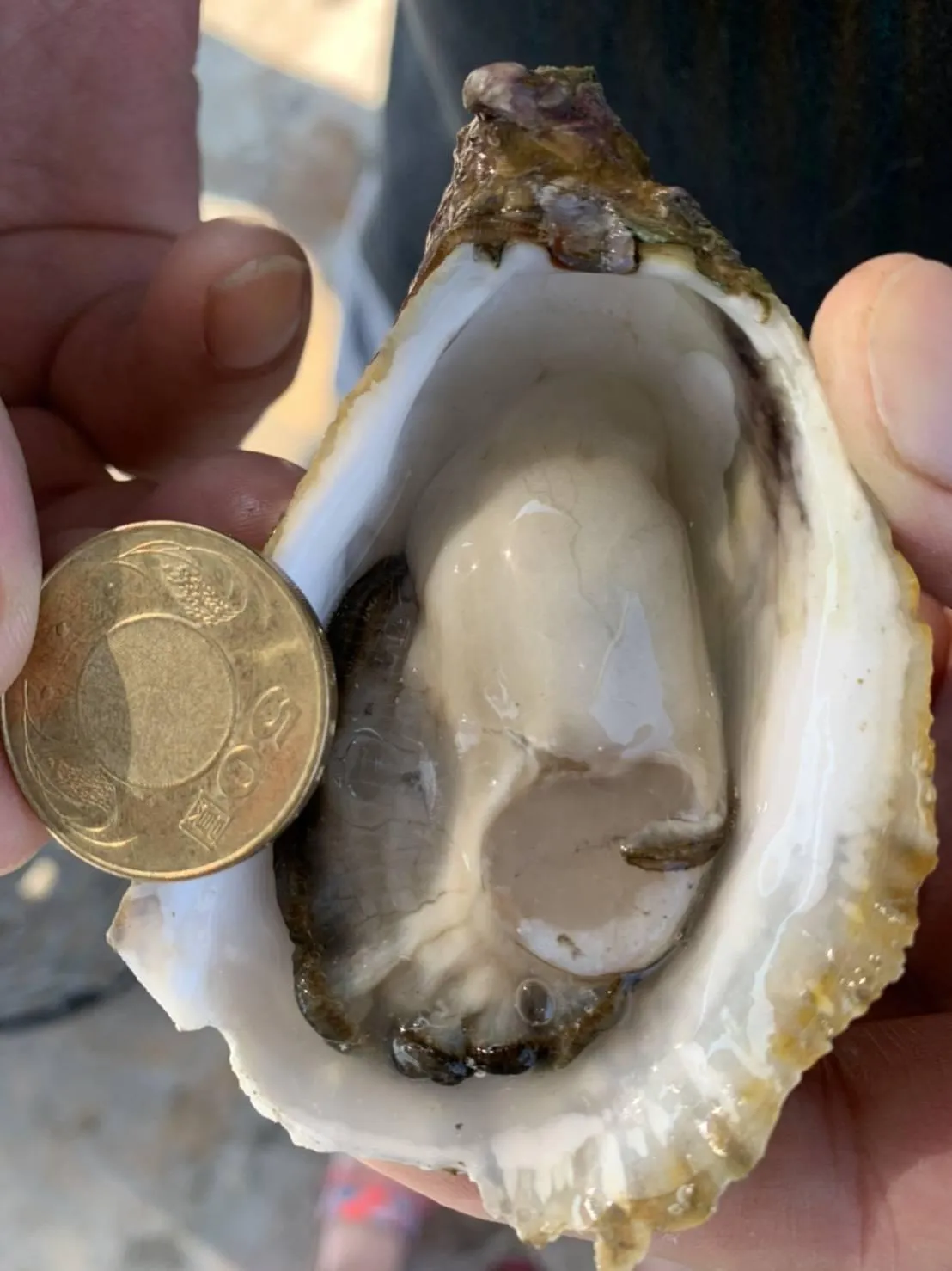 澎湖 黃金大生蠔 鮮甜美味