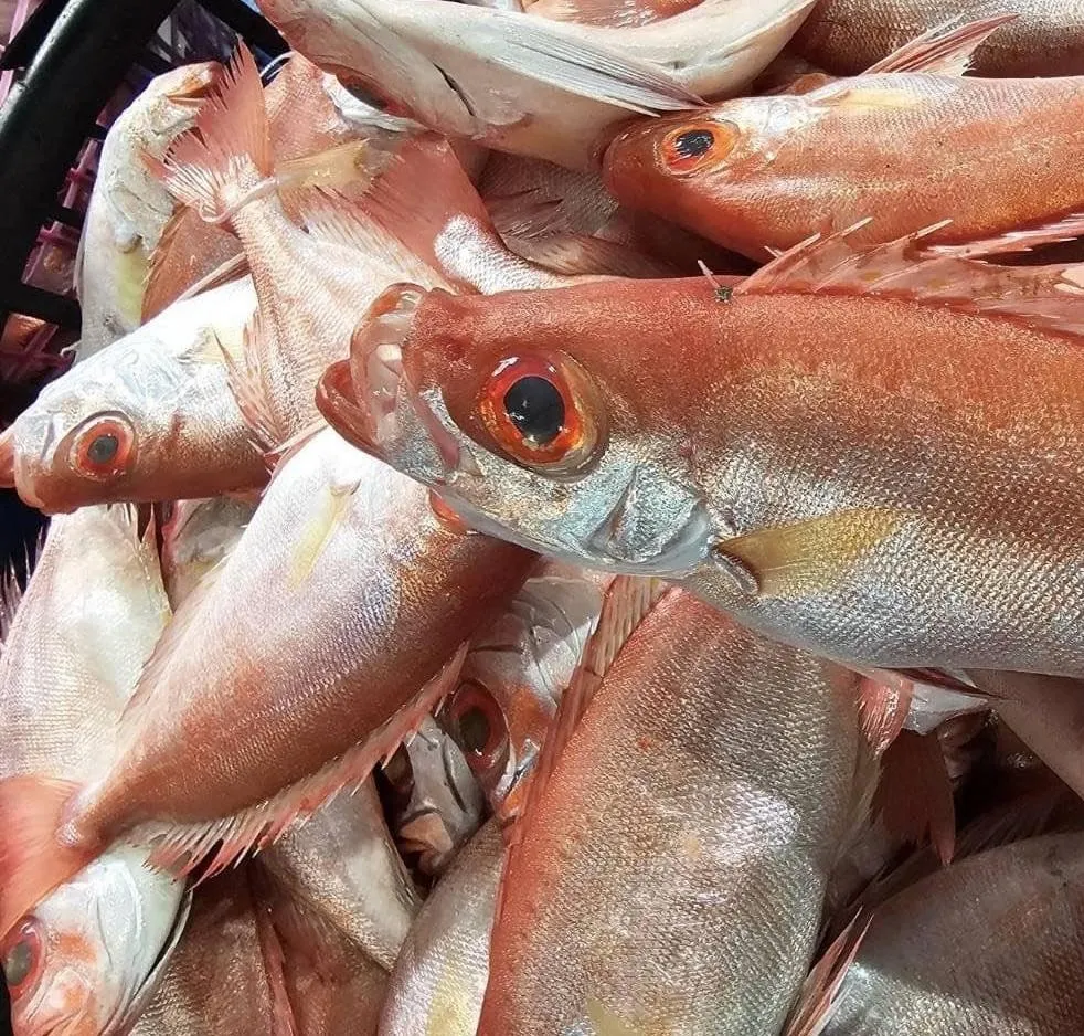 澎湖 野生紅目鰱 老饕必吃 肉質紮實又鮮甜