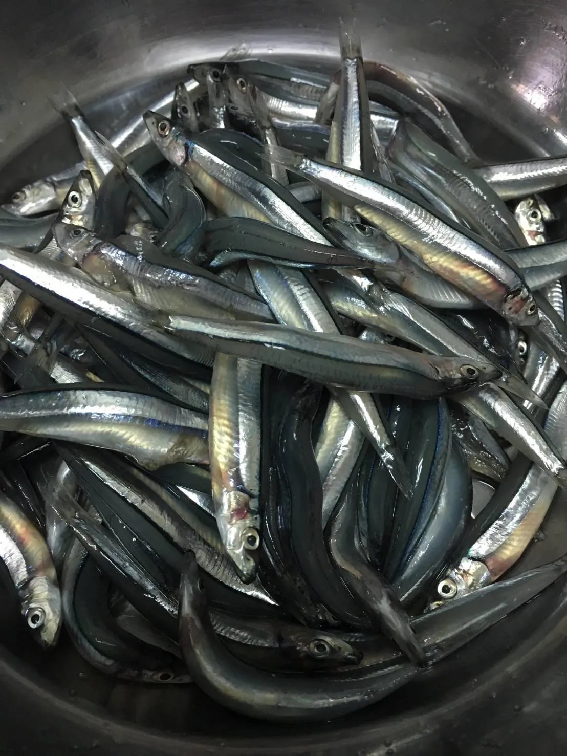 澎湖生丁香魚~補充鈣質好營養