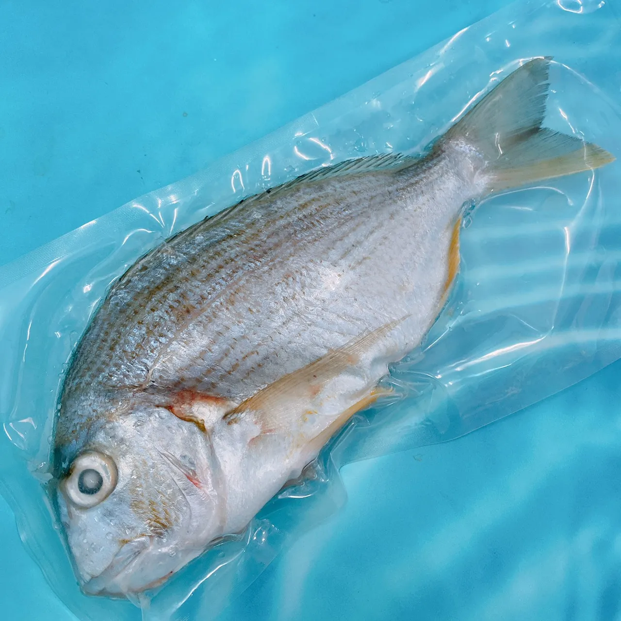 澎湖海釣邦頭魚(枋頭魚 黃錫鯛) 肉質鮮甜 