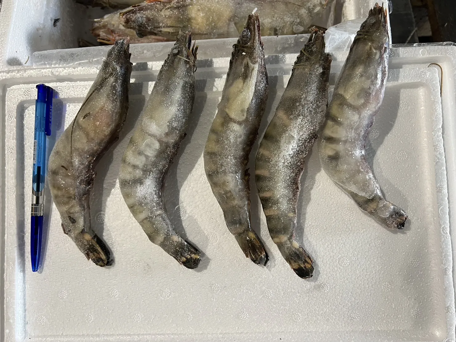 野生超大海虎蝦 肉質鮮甜 Q彈美味