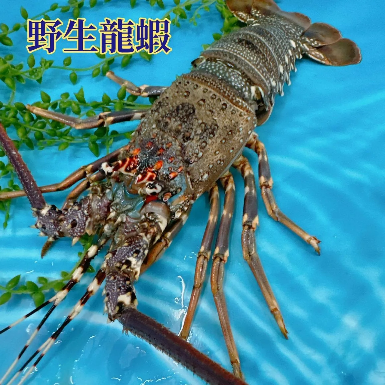 野生大龍蝦 肉質Q彈 鮮甜嫩多汁 超美味！