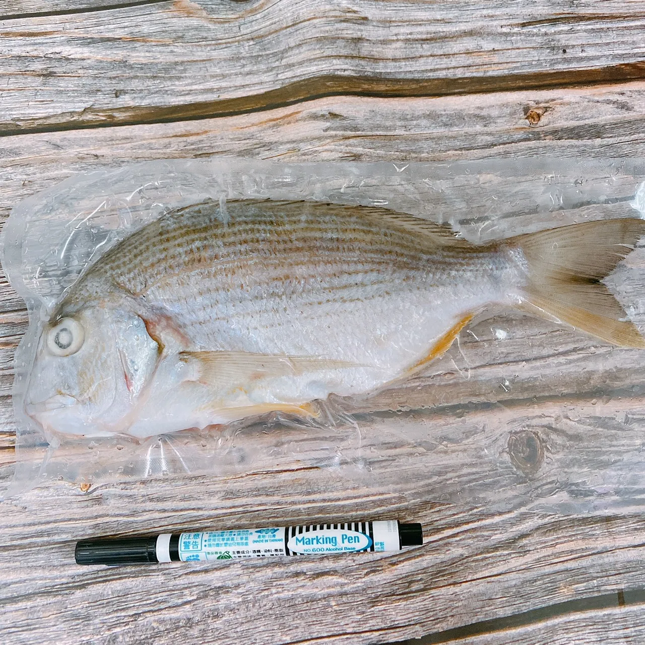 澎湖海釣邦頭魚(枋頭魚 黃錫鯛) 肉質鮮甜 