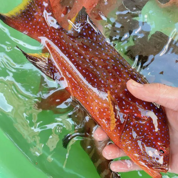 澎湖野生燕尾紅條，鮮嫩肥美細緻享受