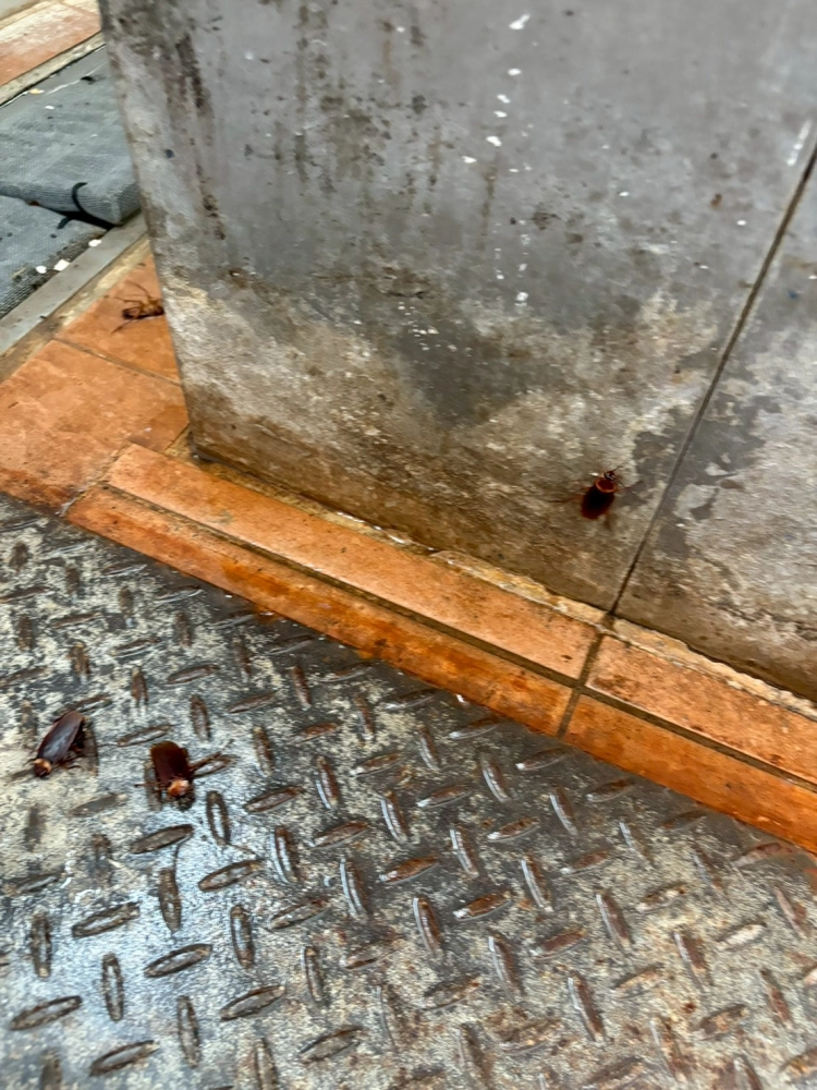 軍隊部隊伙房餐廳病媒防治