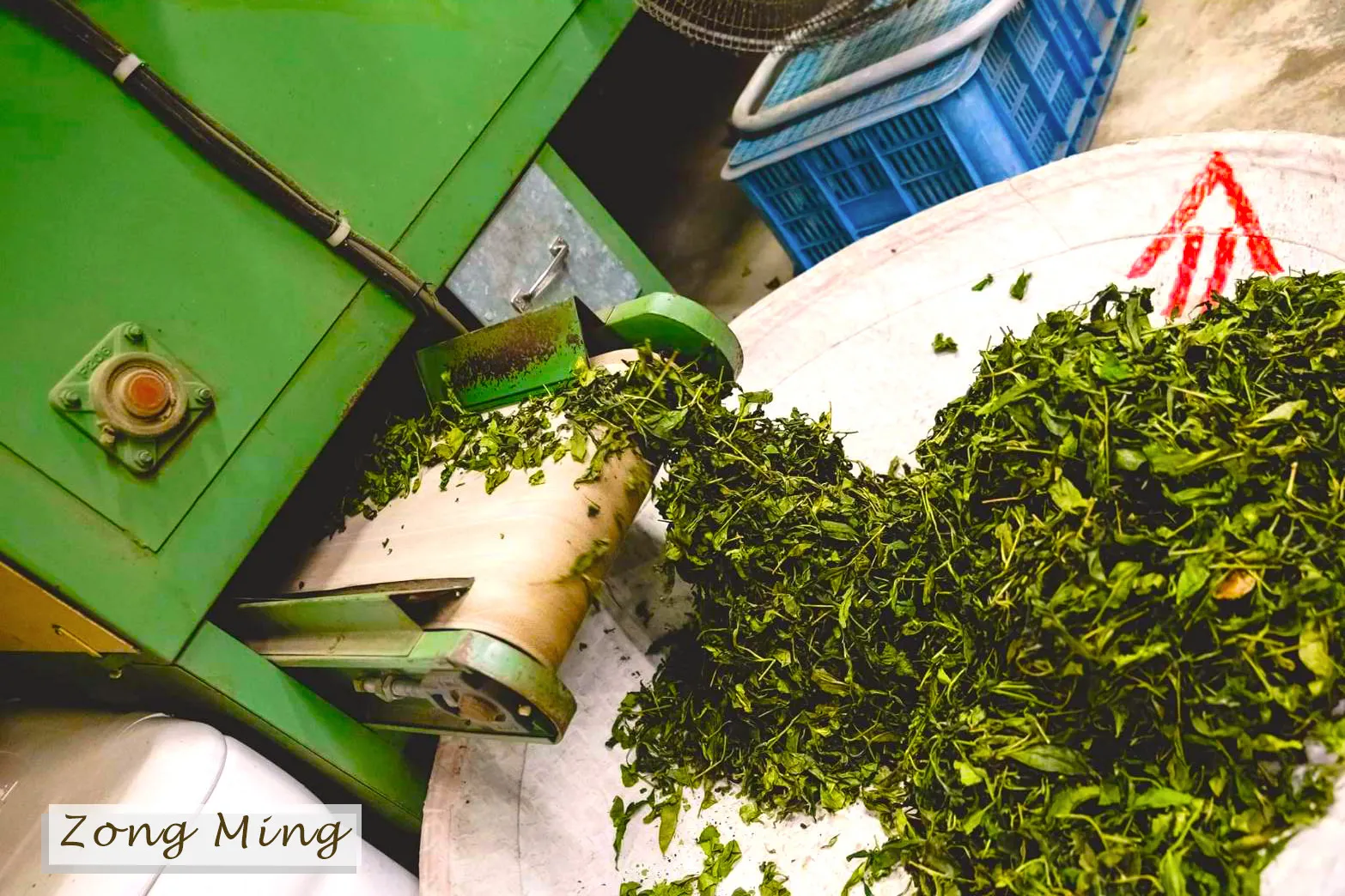 阿里山雲霧間的匠心製茶