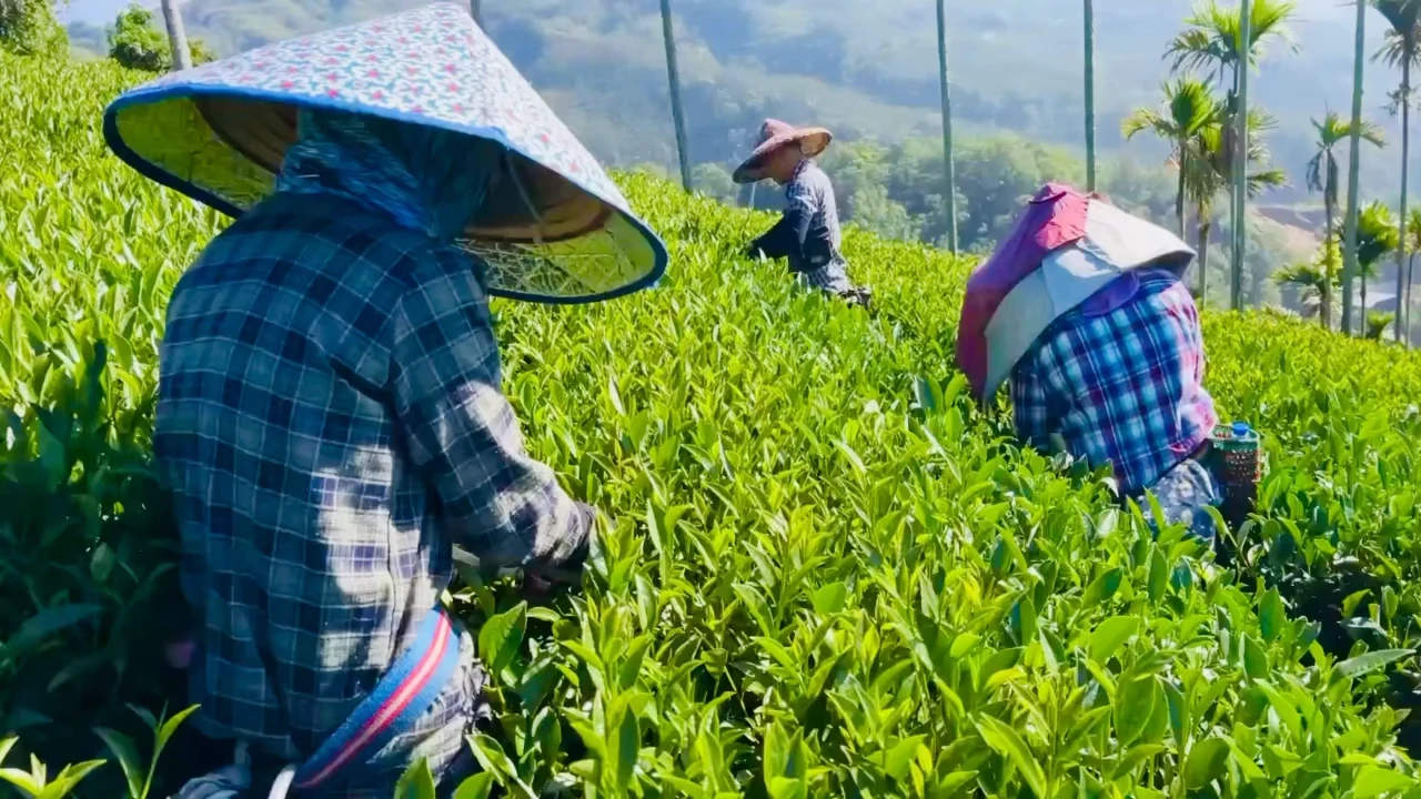 迎香紅茶開始採收嘍 有興趣的朋友們歡迎訂購