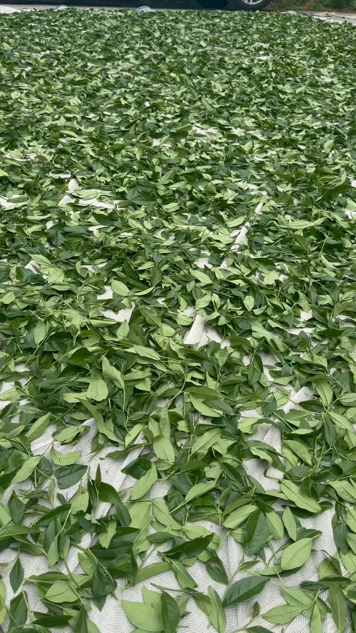 感謝老天爺賞臉 一整天的好天氣採茶好順利