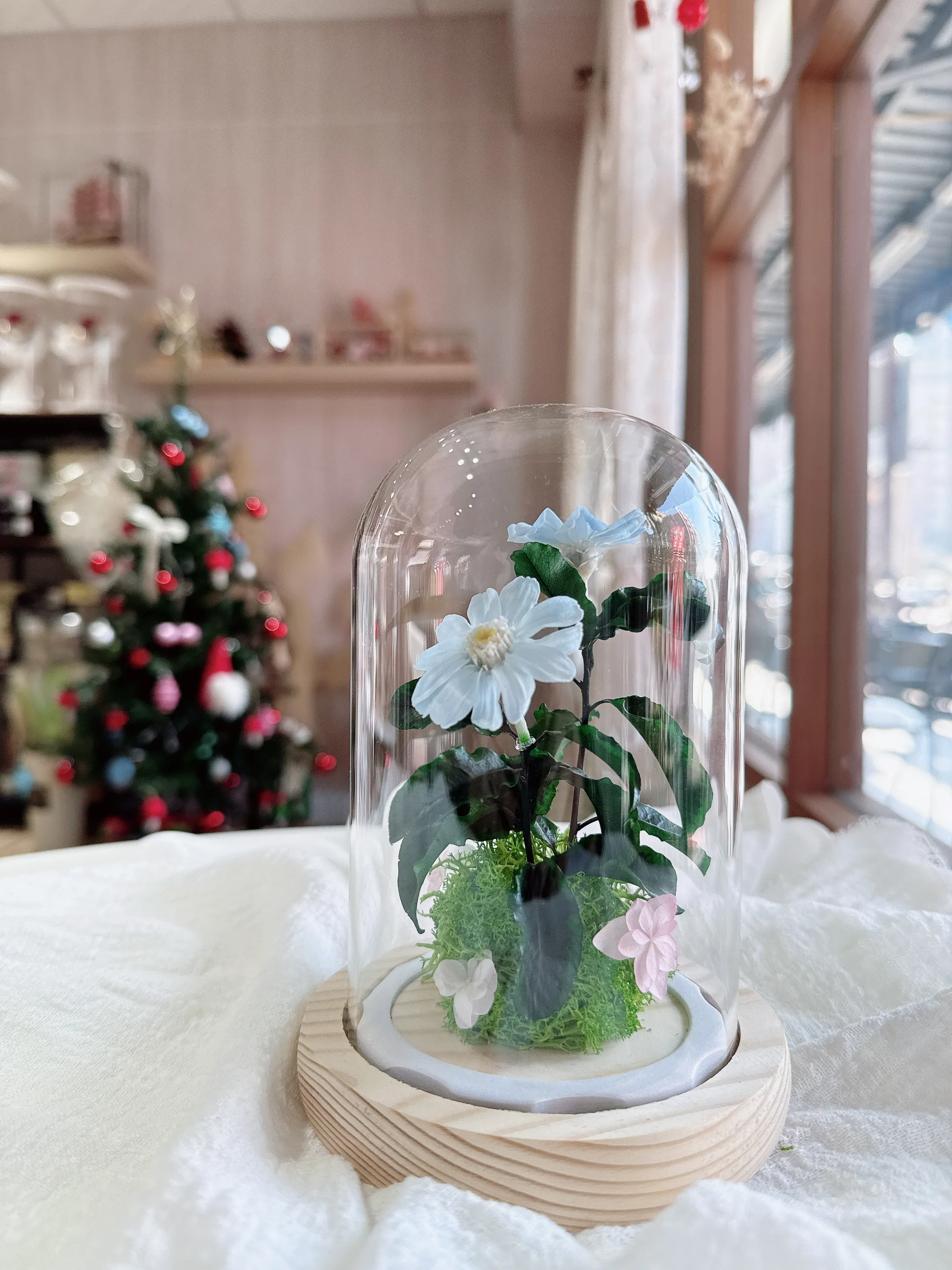 (現貨)小玻玻與小百日草